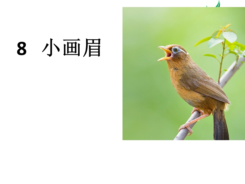 （鄂教版）一年级下语文课件-小画眉1.ppt_第1页