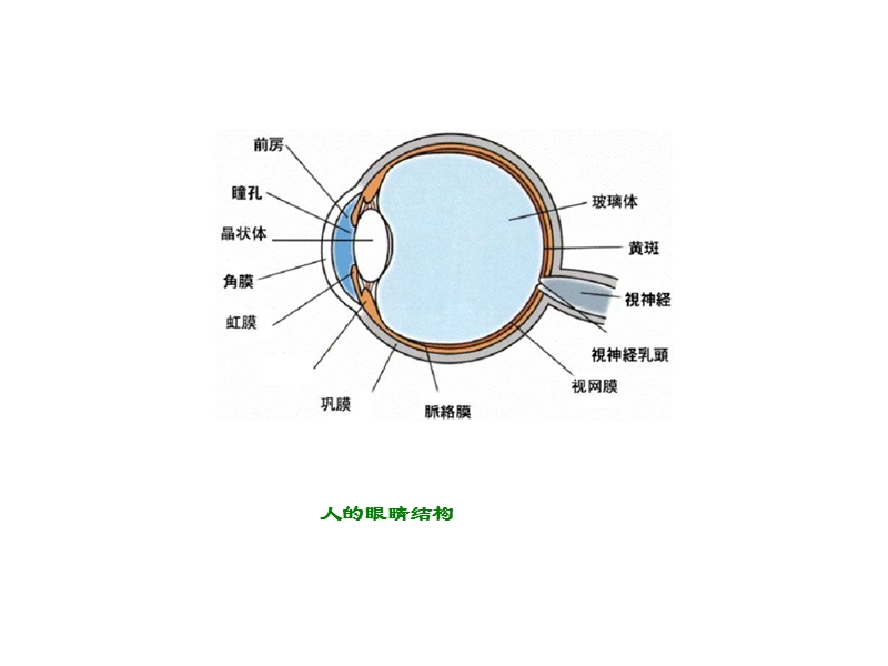 2017年小学（北师大版）四年级语文下册6.3永生的眼睛ppt课件.ppt_第2页