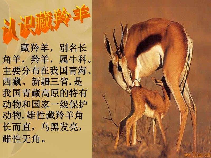 （西师大版）五年级语文上册 第二单元《藏羚羊的故事》 ppt课件1.ppt_第2页