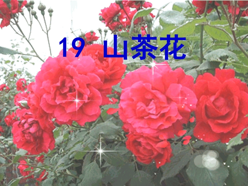 （鄂教版）语文三年级上册19山茶花.ppt_第1页