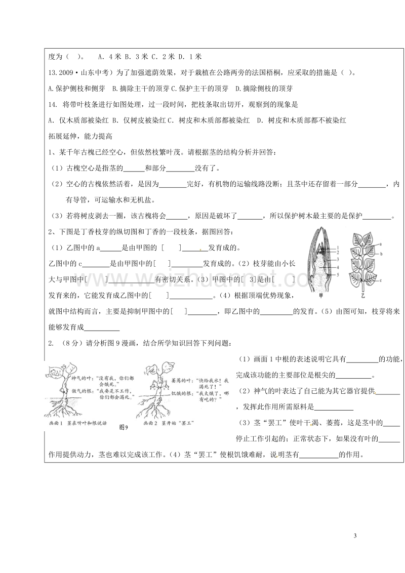 广饶县八年级生物上册 4.1.6 芽的类型和发育学案（无答案）（新版）济南版.doc_第3页