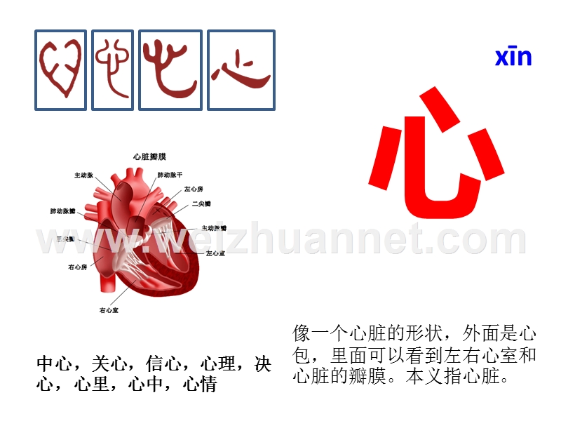 与“心”有关的汉字.ppt_第1页