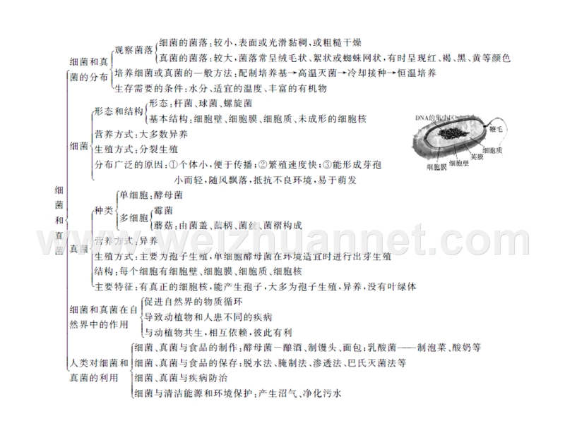 2016中考精英总复习生物习题课件第四章细菌和真菌.ppt.ppt_第3页