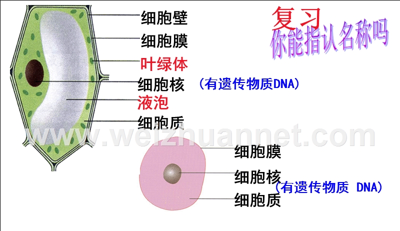 初中课件-新人教版初二八年级生物上册新人教版初二八年级生物上册5.4.2细菌-（五）.ppt_第1页