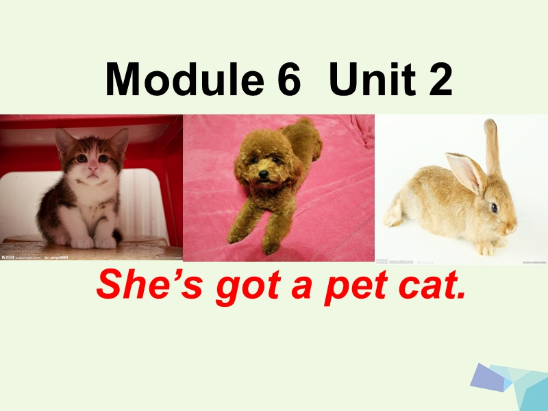 三年级英语上册 unit 2 she’s got a pet cat课件 外研版（一起）.ppt_第1页