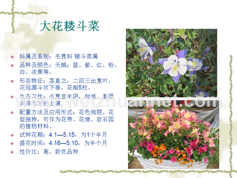 北方春季草花试种结果.ppt_第2页