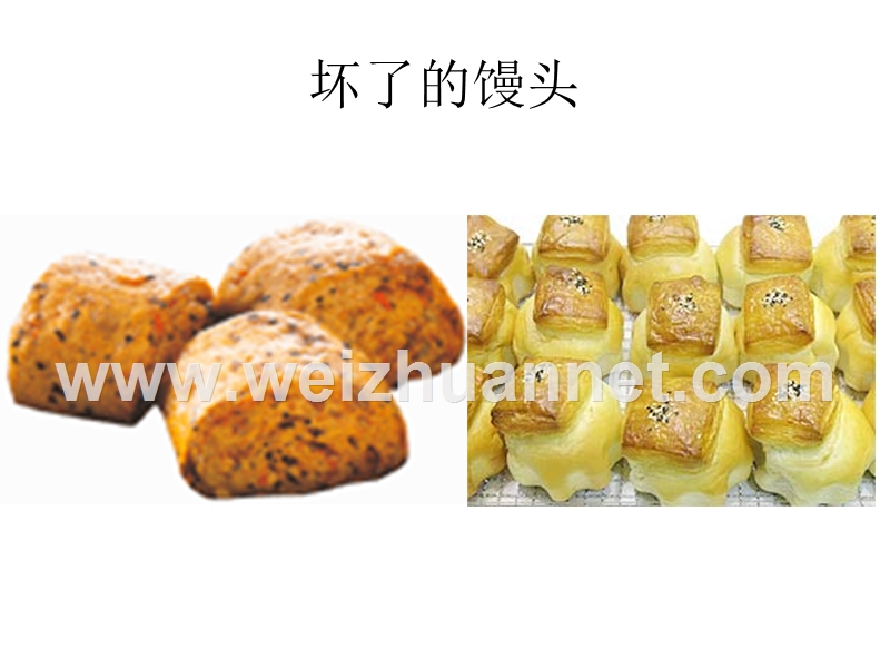 1.6细菌和真菌的繁殖(自制1).ppt_第3页