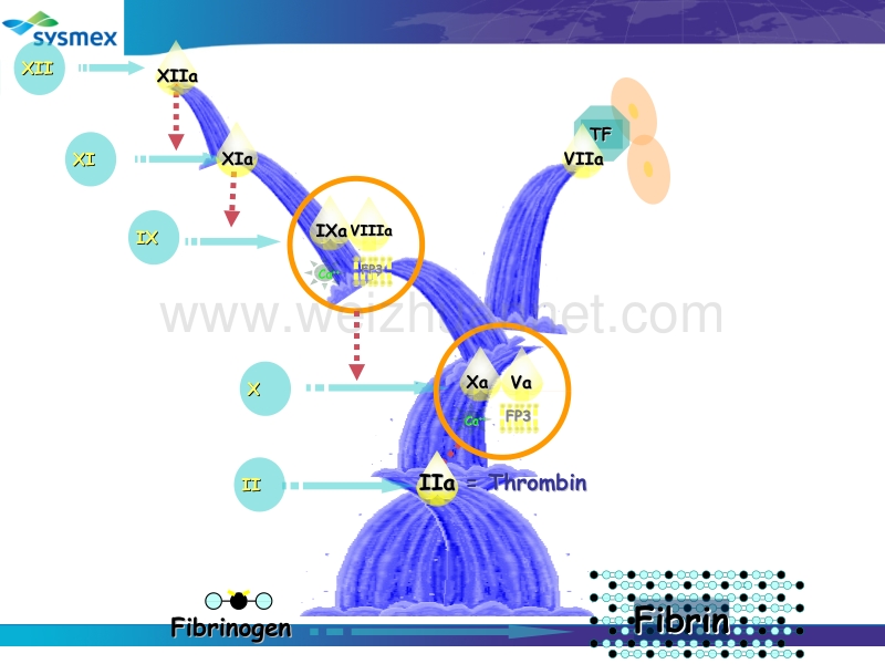 凝血功能检测的影响因素3.pptx_第2页