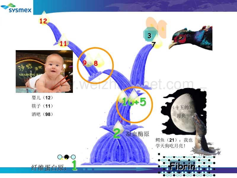 凝血功能检测的影响因素3.pptx_第3页