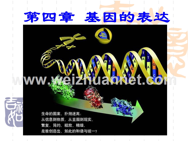 241基因指导蛋白质的合成(优化后-适合上课-强烈推荐).ppt_第2页