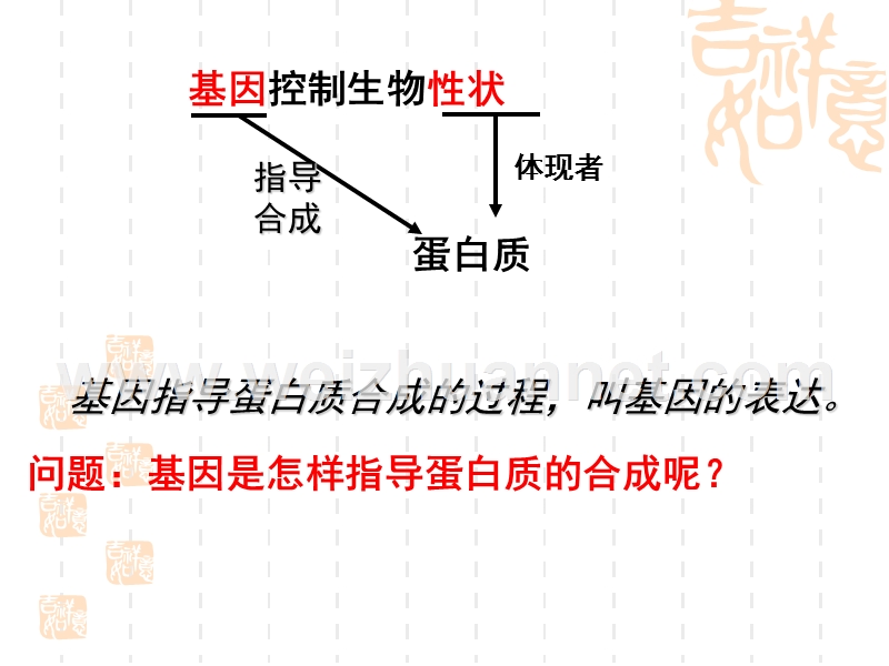 241基因指导蛋白质的合成(优化后-适合上课-强烈推荐).ppt_第3页