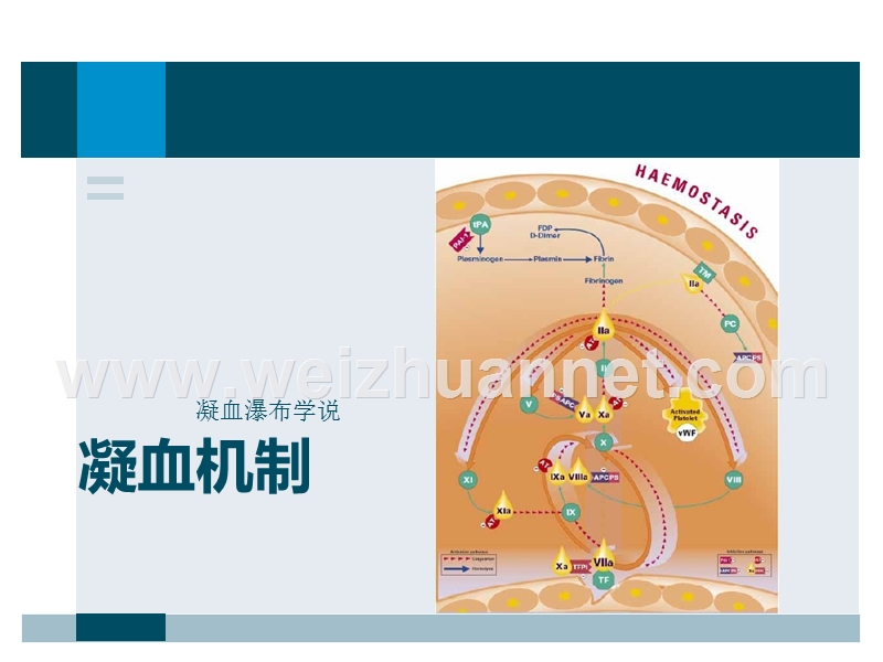 凝血应用知识.pptx_第2页