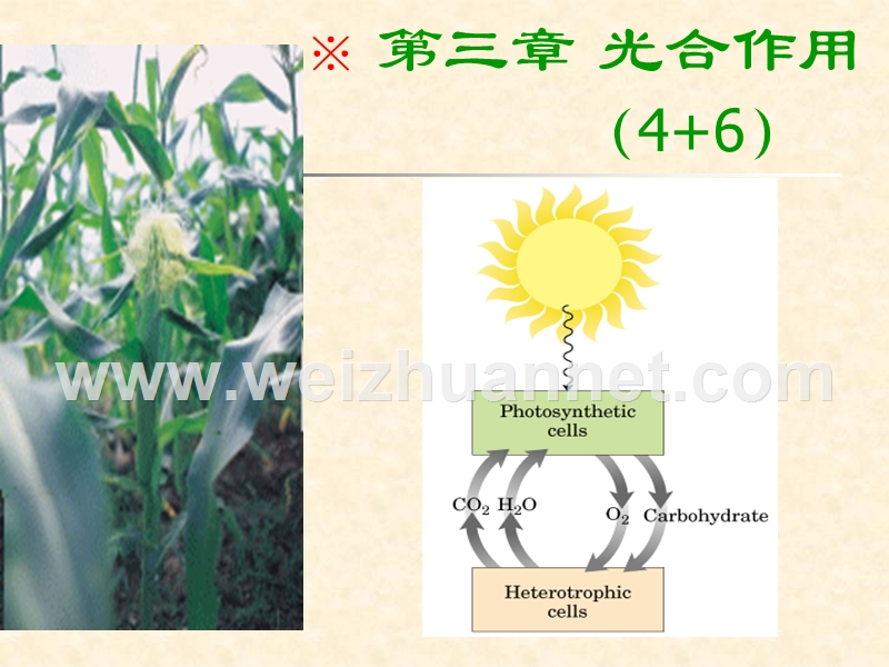 华中农业大学----植物生理学-----光合作用.ppt_第1页