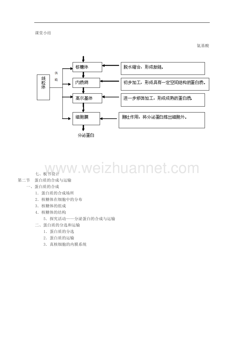 高中生物教案：第二单元第一章第二节《蛋白质的合成与运输》（中图版必修一）   word版无答案.doc_第3页