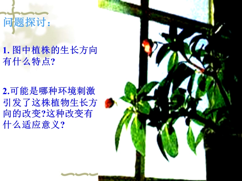 植物生命活动的调节--上课用.ppt_第3页