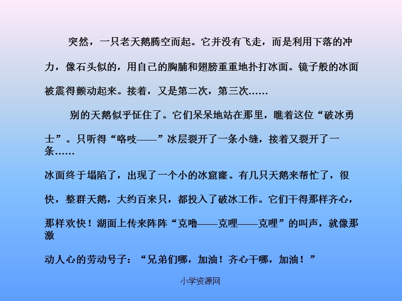 苏教版四年级下册语文《天鹅的故事》课件ppt.ppt_第3页