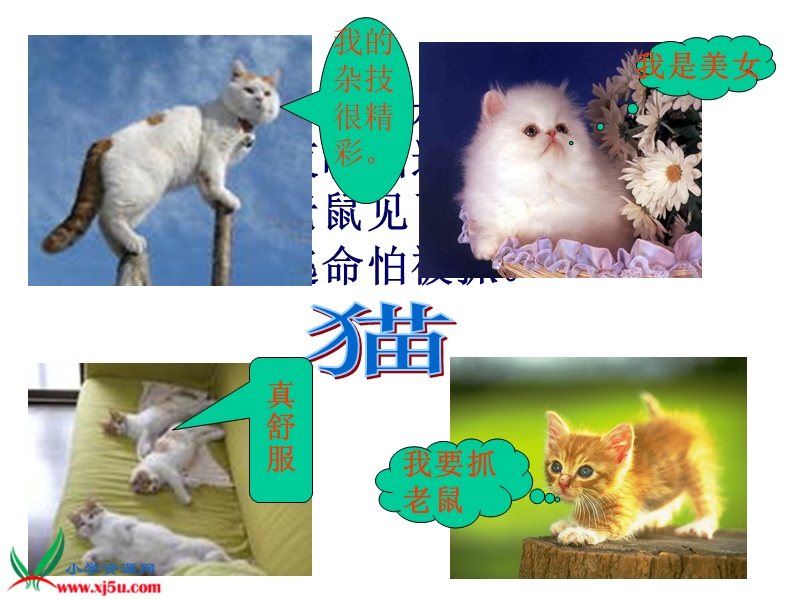 （人教版）四年级语文下册课件 猫.ppt_第2页