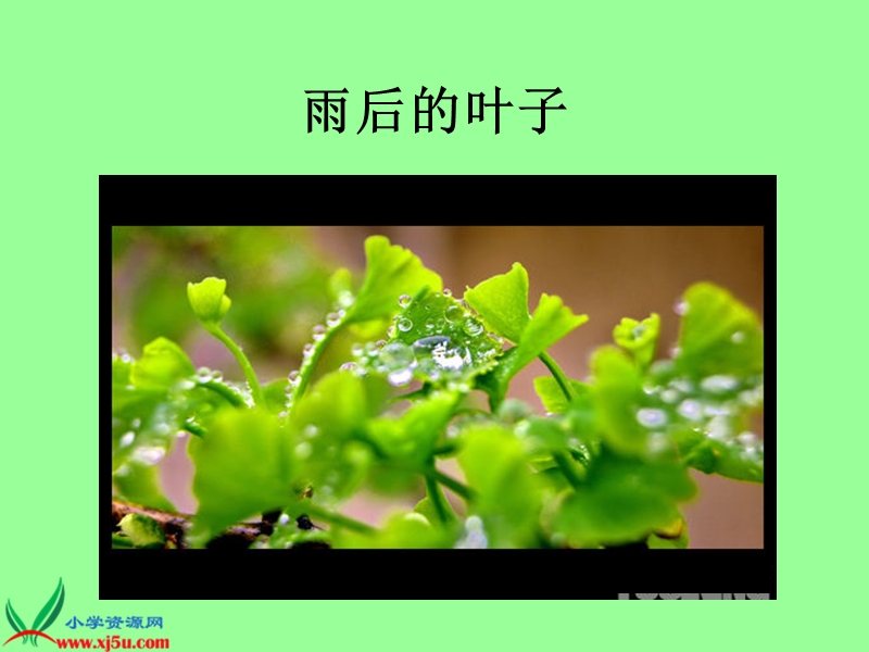 《雨后》课件.ppt_第2页