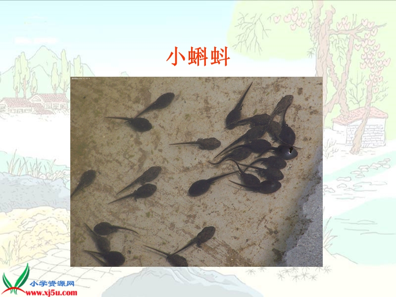 小蝌蚪找妈妈.ppt_第2页