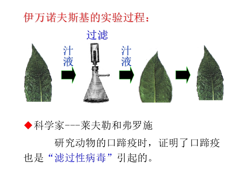 新人教版八年级上册第五章病毒.ppt_第3页