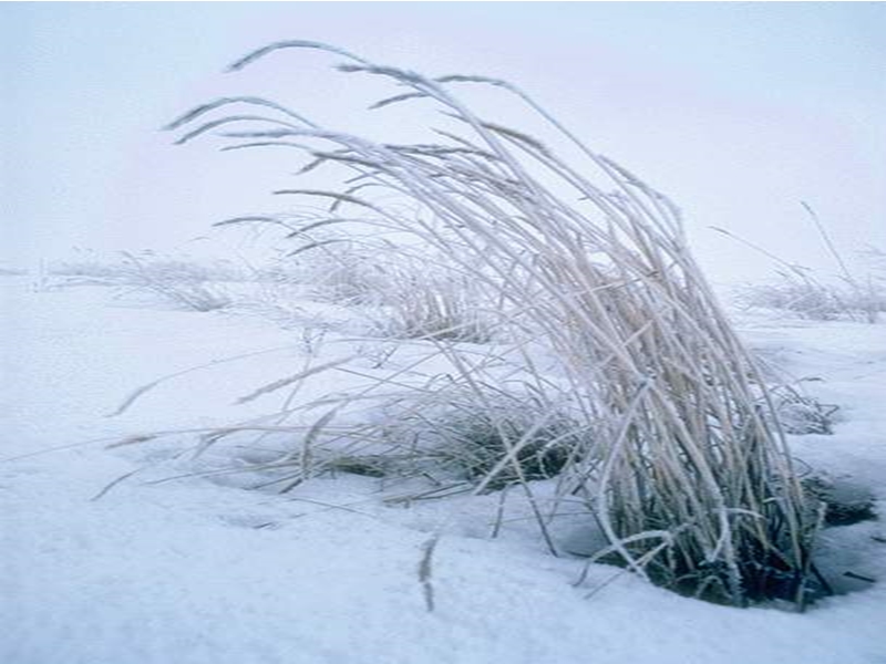 （冀教版）一年级语文上册课件 雪地里的小画家 5.ppt_第3页