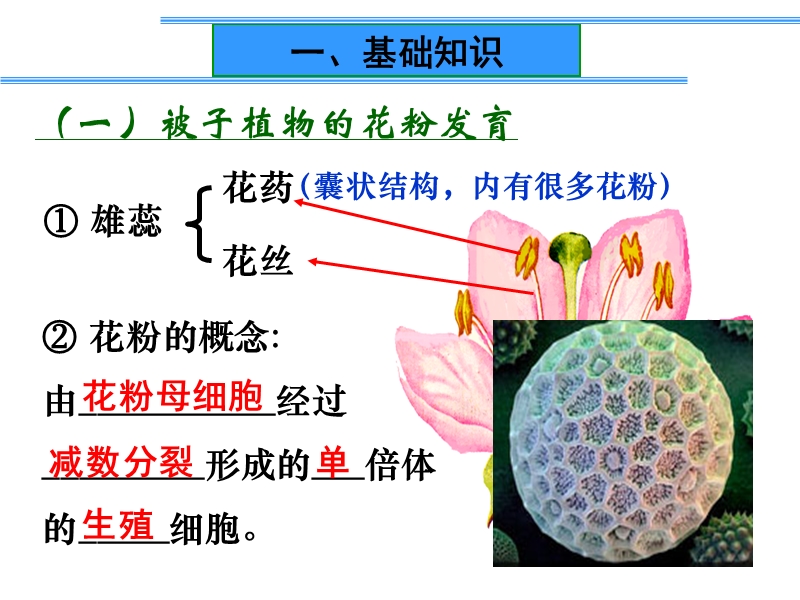 生物选修一-3-2-月季的花药培养.ppt_第3页