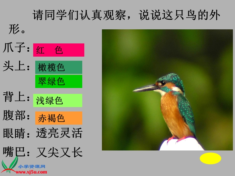 （人教版）三年级语文下册课件 翠鸟 3.ppt_第3页