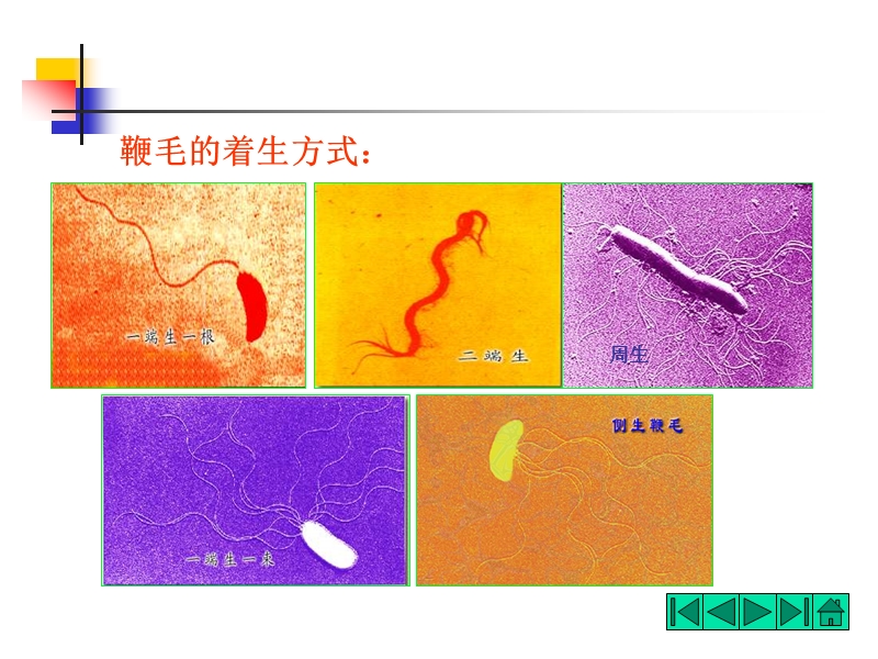 鞭毛着生方式.ppt_第1页