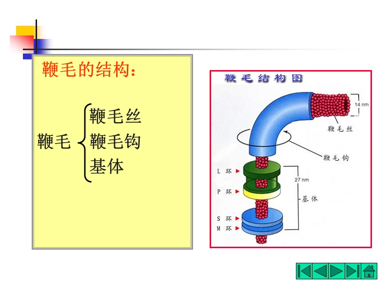 鞭毛着生方式.ppt_第3页