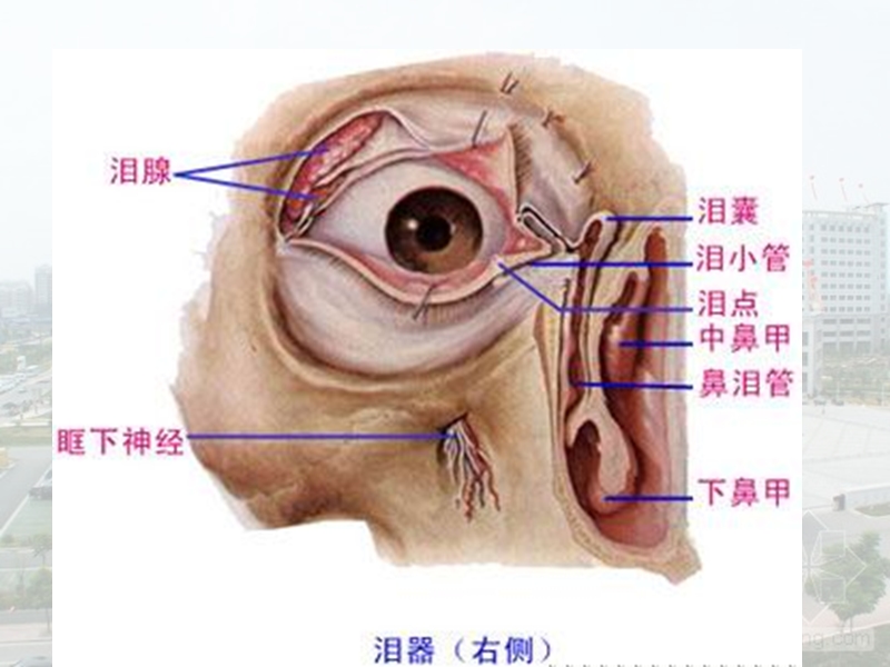 泪道的应用解剖.pptx_第2页