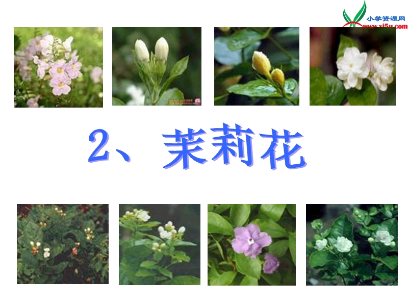 2015秋三年级语文上册《茉莉花》课件2 沪教版.ppt_第2页