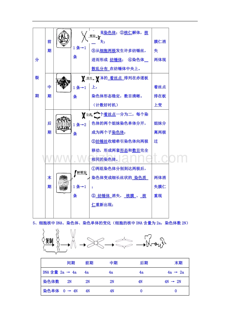 河南省确山县第二高级中学人教版高中生物教案：必修一6.1细胞增殖.doc_第3页