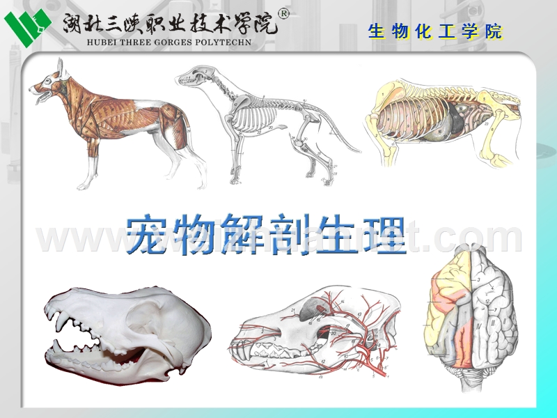 宠物解剖生理--6被皮系统.ppt_第2页