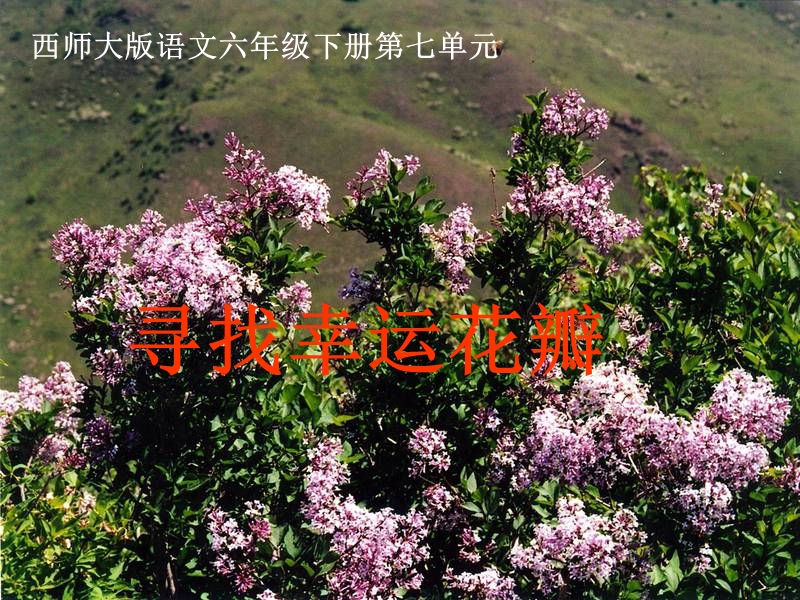 寻找幸运花瓣.ppt_第1页