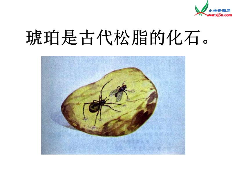 （沪教版）五年级语文上册 课件（a） 奇异的琥珀.ppt_第2页