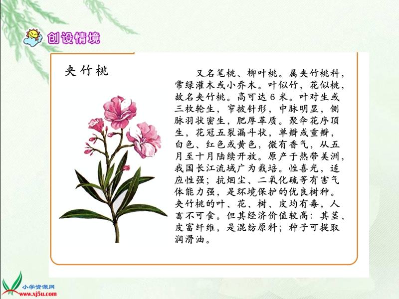 （西师大版）四年级语文上册课件 夹竹桃 2.ppt_第3页