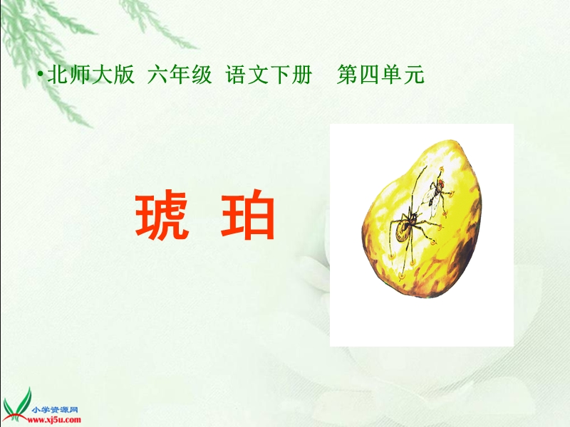 （北师大版）六年级语文下册课件 琥珀 1.ppt_第1页