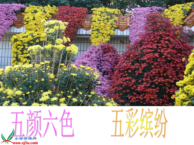 （苏教版）一年级语文上册课件 看菊花 4.ppt_第3页