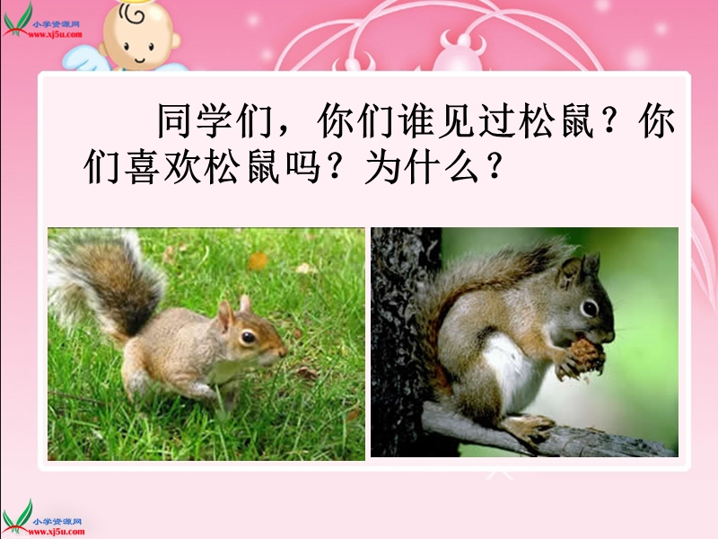 （西师大版）四年级语文上册课件 那只松鼠 1.ppt_第3页