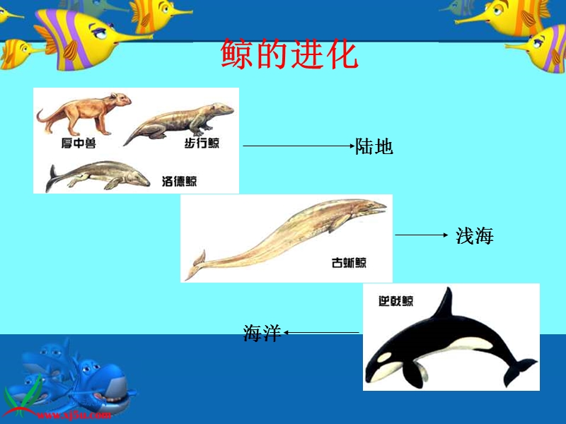 （语文s版）四年级语文下册课件 鲸.ppt_第2页