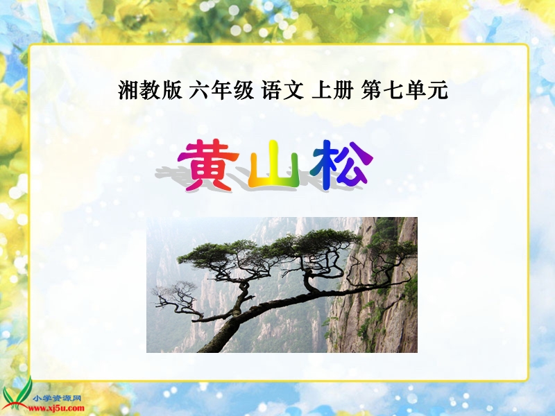 （湘教版）六年级语文上册课件 黄山松 1.ppt_第1页