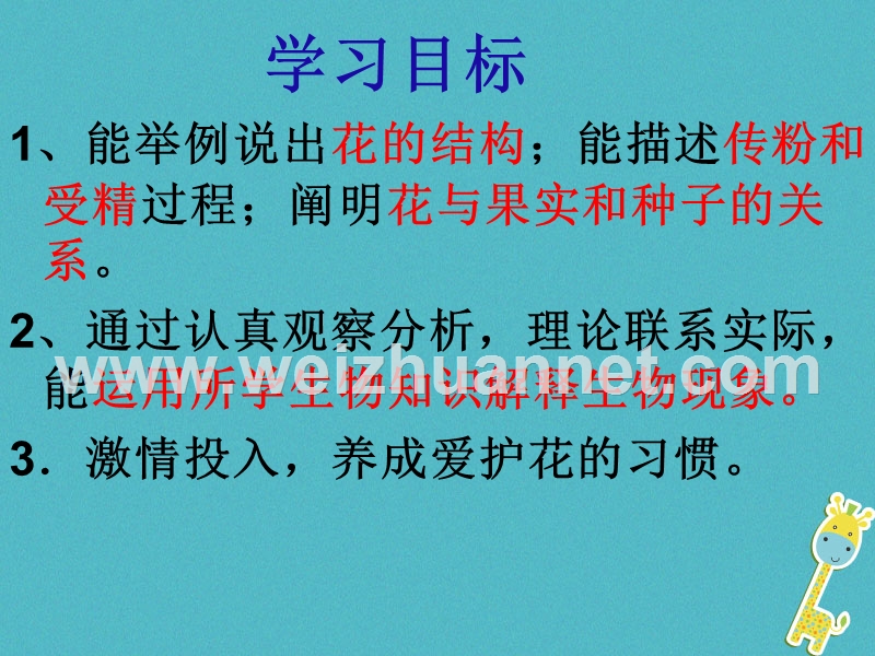 湖南省桑植县七年级生物上册 第三单元 第二章 第三节 开花和结果课件 （新版）新人教版.ppt_第2页