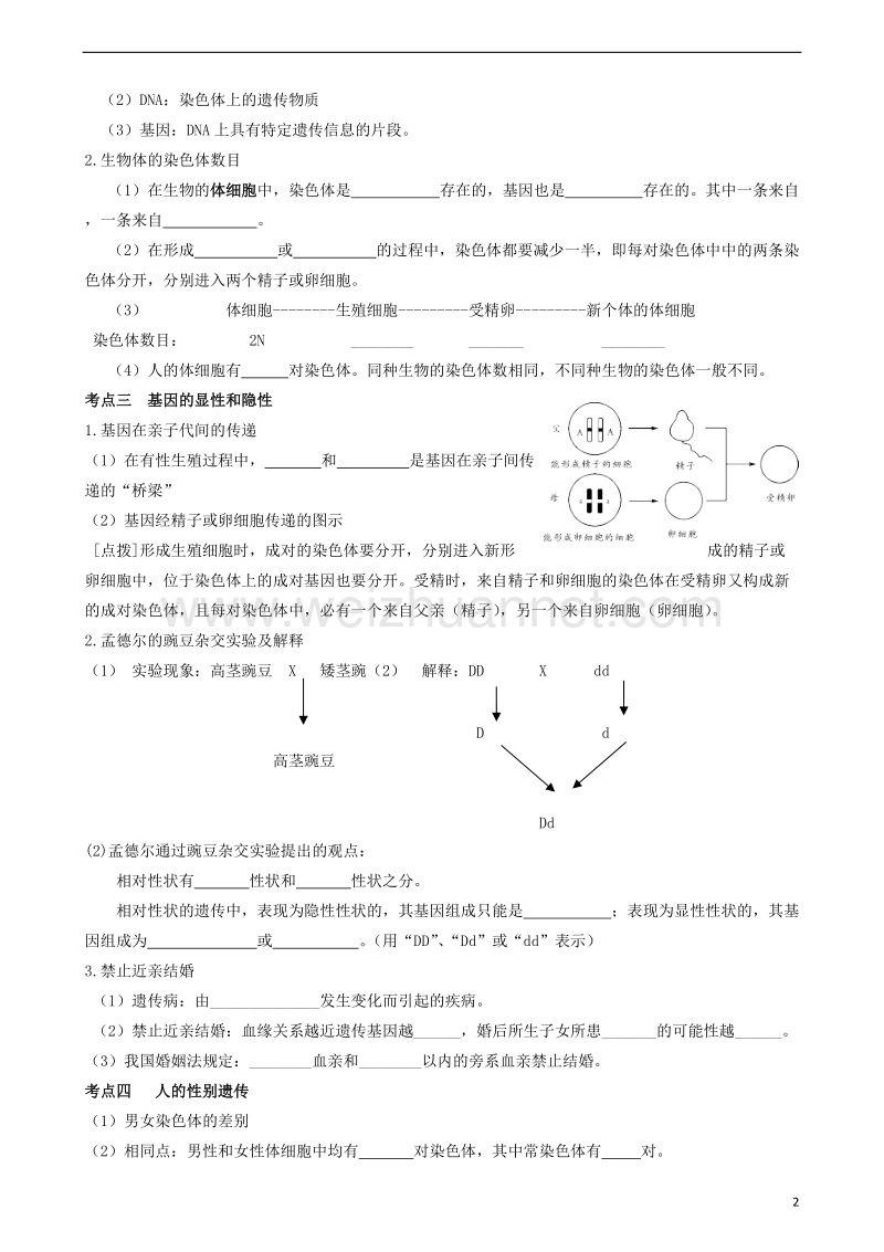 广东省中山市2018年中考生物 专题复习 第七单元 生物圈中的生命的延续和发展 第二章 生物的遗传和变异.doc_第2页