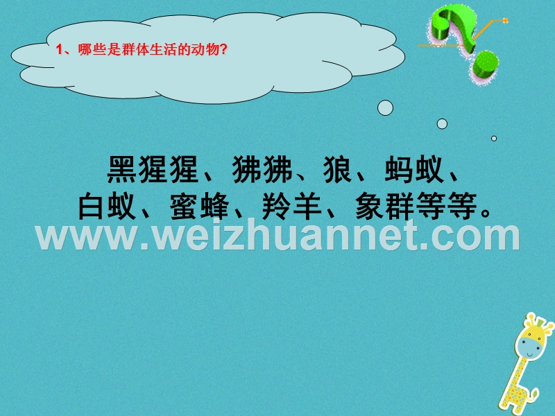 陕西省石泉县八年级生物上册 5.2.3社会行为课件 （新版）新人教版.ppt_第3页