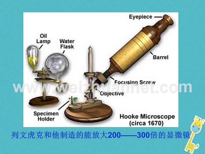 陕西省石泉县八年级生物上册 5.4.2细菌课件 （新版）新人教版.ppt_第3页