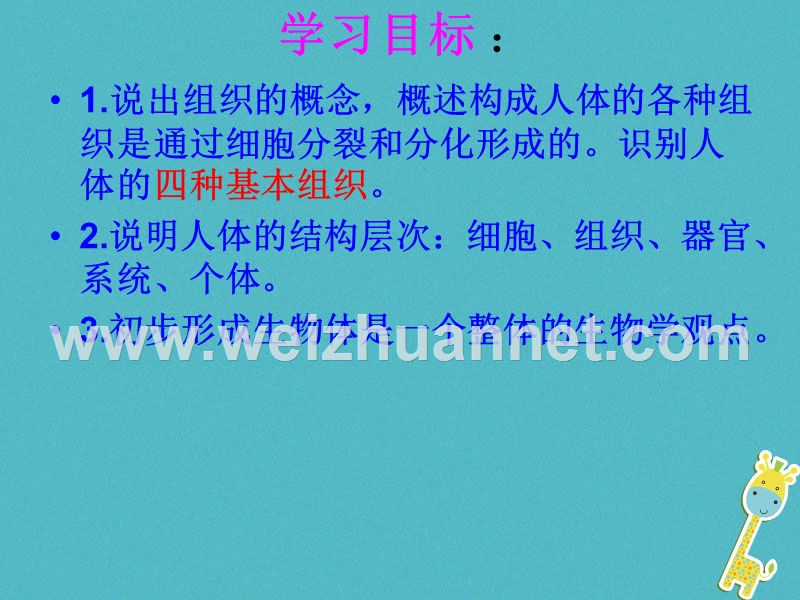 湖南省桑植县七年级生物上册 第二单元 第二章 第二节 动物体的结构层次课件 （新版）新人教版.ppt_第3页