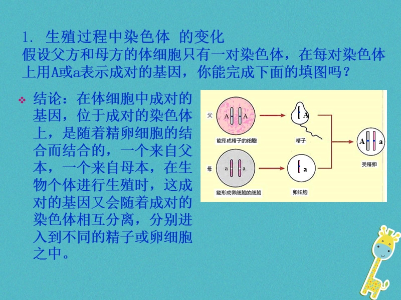 广东省深圳市八年级生物上册 20.4性别和性别决定课件 （新版）北师大版.ppt_第3页