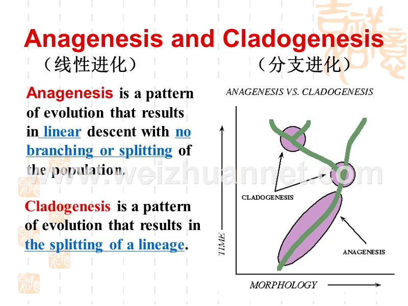 生物分子进化.ppt_第2页