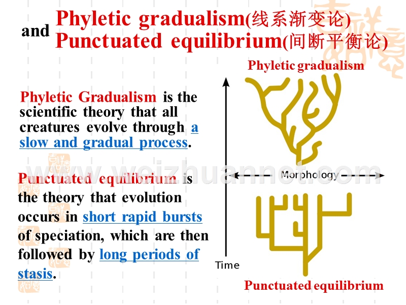 生物分子进化.ppt_第3页