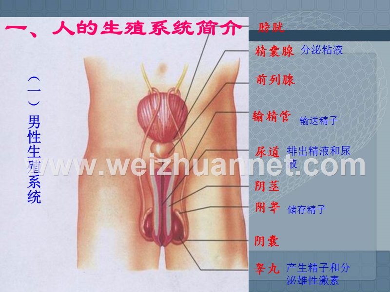 人教版生物七下第四单元1.2人的生殖课件（共13张ppt）.ppt_第2页